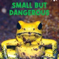 Small But Dangerous