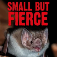Ultimate Predators Small But Fierce
